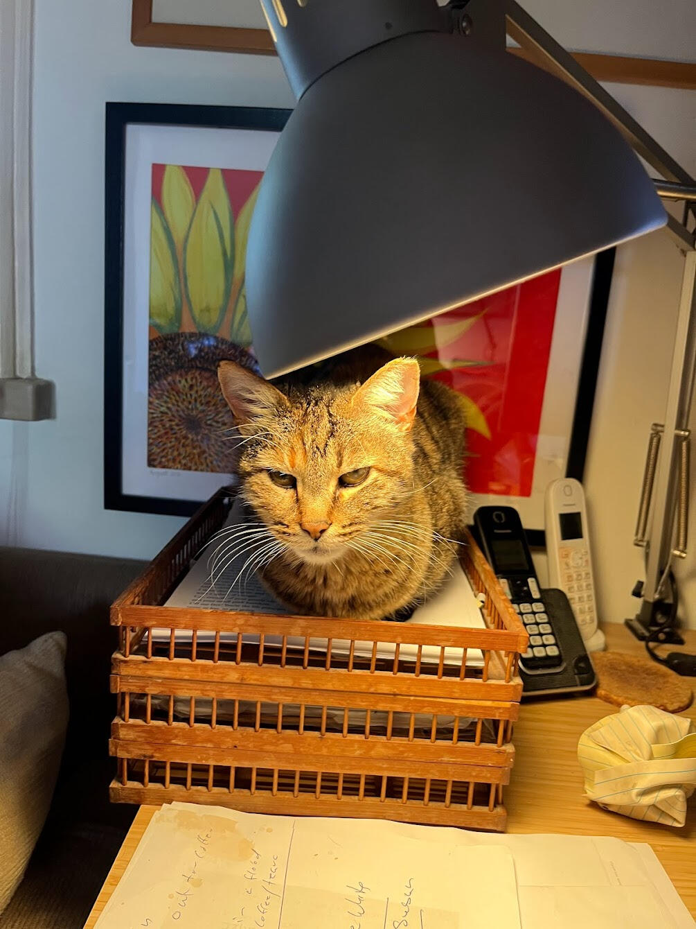 Katz on tray
